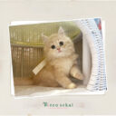 ブリティッシュロングヘア