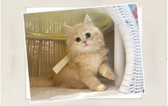 ブリティッシュロングヘア