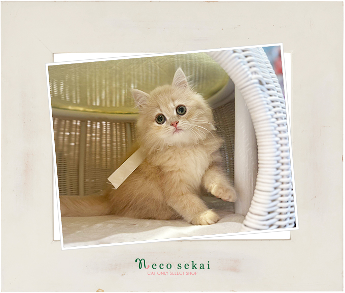 ブリティッシュロングヘア