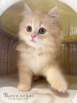 ブリティッシュロングヘア