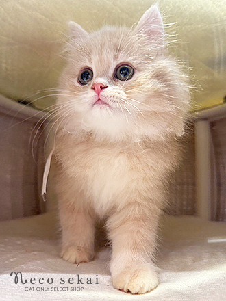 ブリティッシュロングヘア