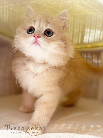 ブリティッシュロングヘア