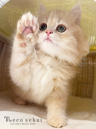 ブリティッシュロングヘア