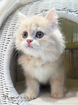 ブリティッシュロングヘア