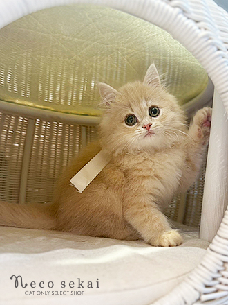 ブリティッシュロングヘア