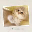 スコティッシュフォールド