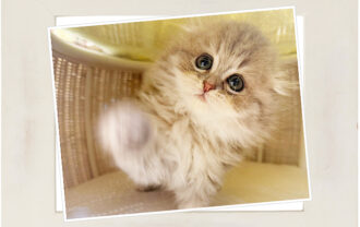 スコティッシュフォールド