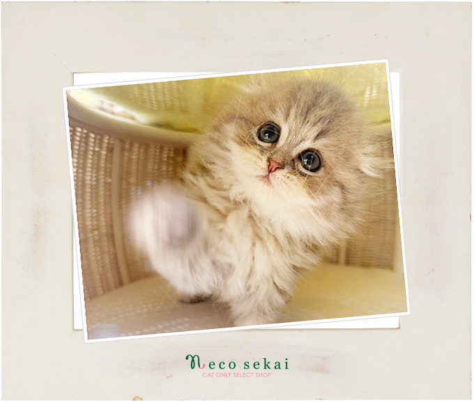 スコティッシュフォールド