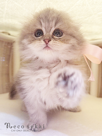 スコティッシュフォールド