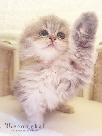 スコティッシュフォールド