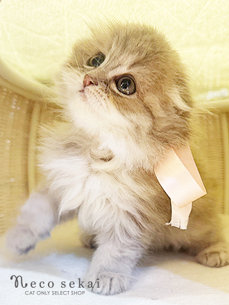 スコティッシュフォールド