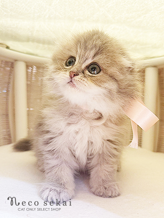 スコティッシュフォールド