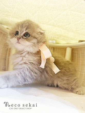 スコティッシュフォールド