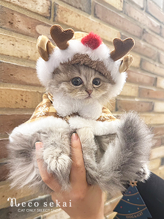 スコティッシュフォールド