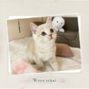 ブリティッシュショートヘア