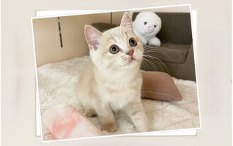 ブリティッシュショートヘア