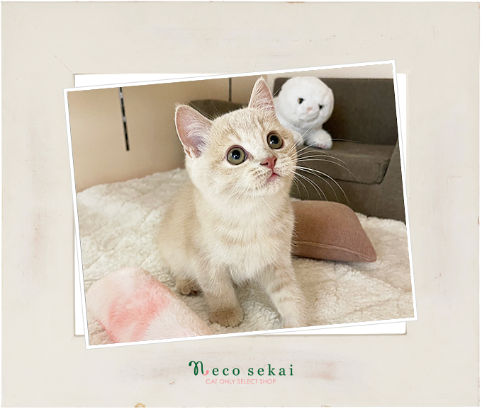 ブリティッシュショートヘア