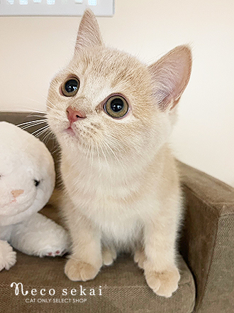 ブリティッシュショートヘア