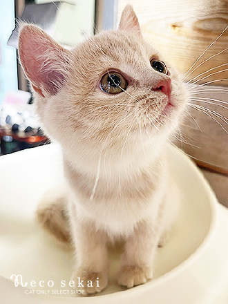 ブリティッシュショートヘア