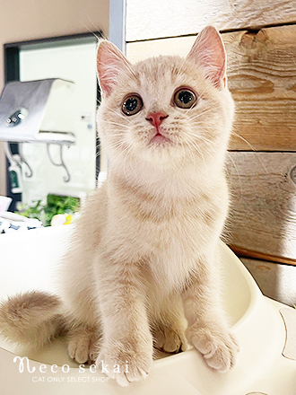 ブリティッシュショートヘア