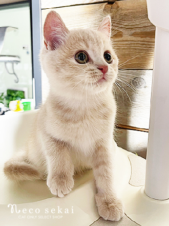 ブリティッシュショートヘア