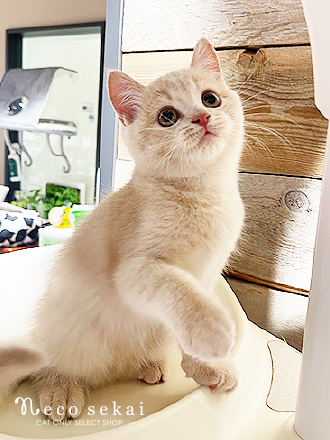 ブリティッシュショートヘア