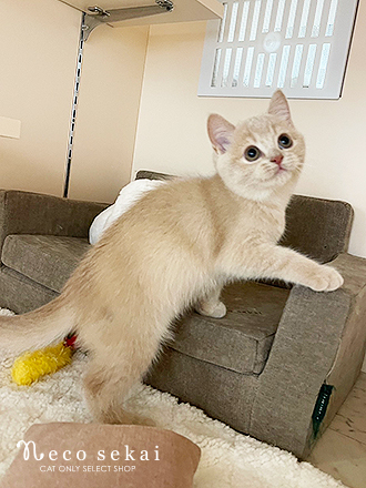 ブリティッシュショートヘア