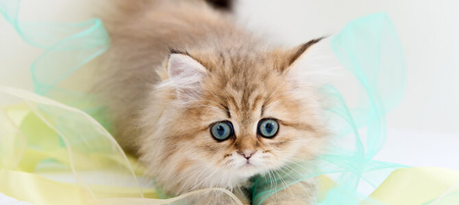 necosekai | ネコセカイ／ネコもよろこぶ専門ショップ