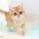 ブリティッシュショートヘア