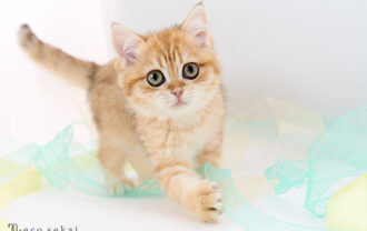 ブリティッシュショートヘア