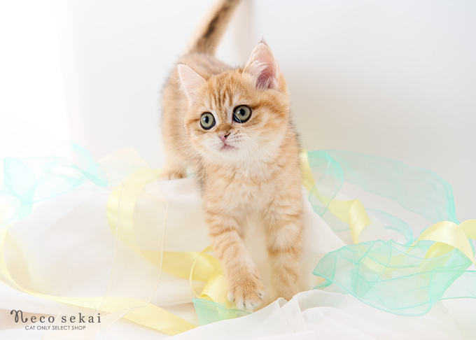 ブリティッシュショートヘア