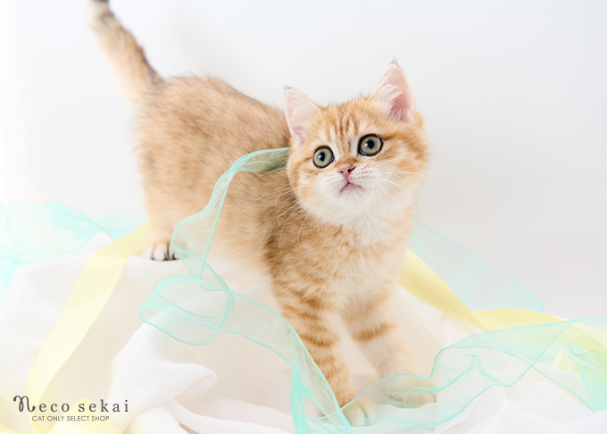 ブリティッシュショートヘア