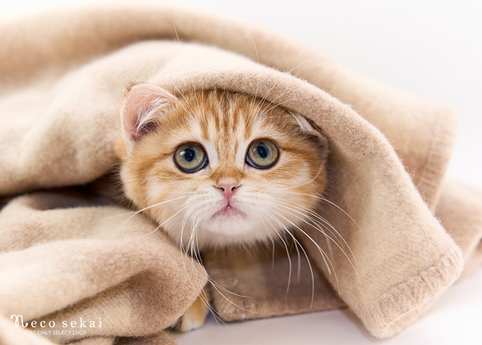 ブリティッシュショートヘア