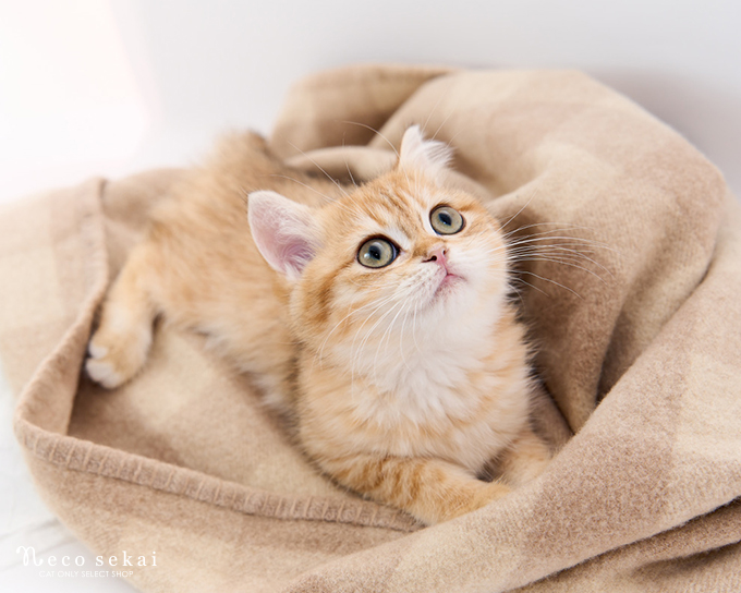 ブリティッシュショートヘア