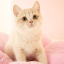 ブリティッシュショートヘア