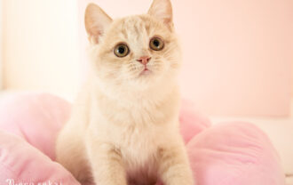 ブリティッシュショートヘア