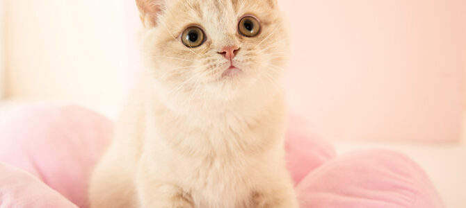 ブリティッシュショートヘア