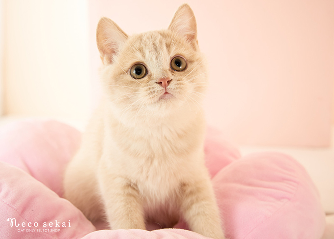 ブリティッシュショートヘア