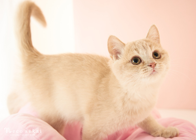 ブリティッシュショートヘア