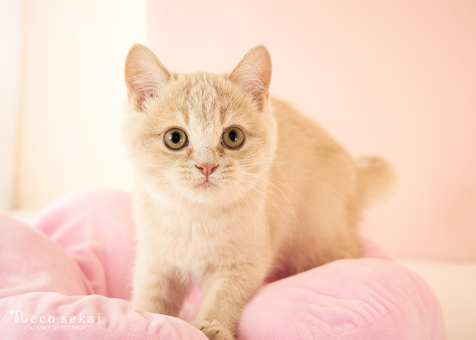 ブリティッシュショートヘア