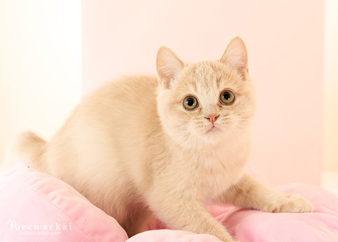 ブリティッシュショートヘア