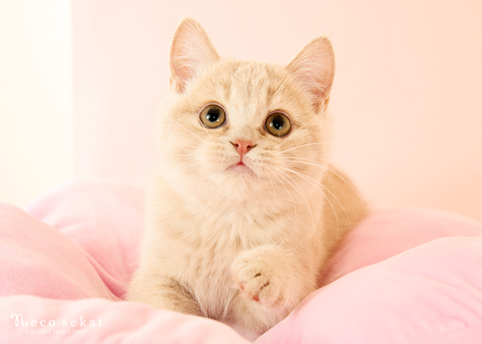 ブリティッシュショートヘア