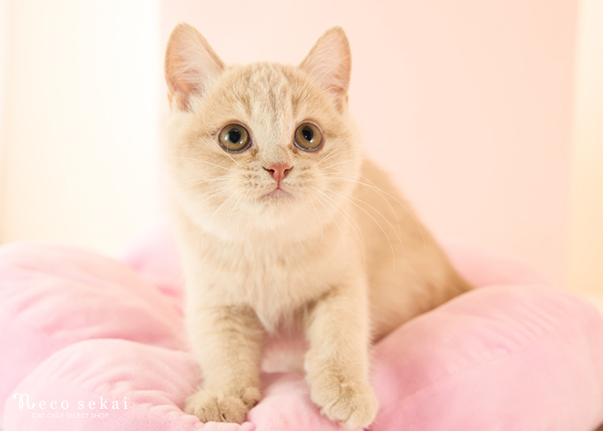 ブリティッシュショートヘア