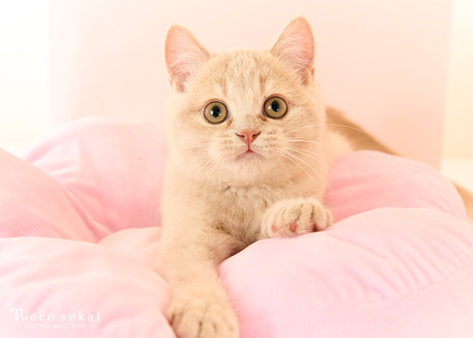 ブリティッシュショートヘア