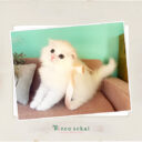 スコティッシュフォールド