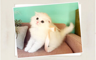 スコティッシュフォールド