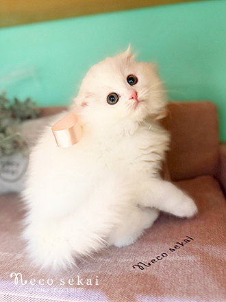 スコティッシュフォールド