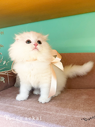 スコティッシュフォールド