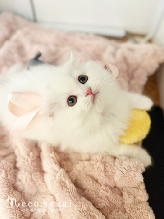 スコティッシュフォールド