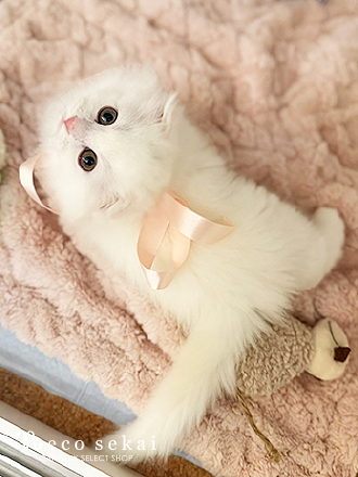 スコティッシュフォールド